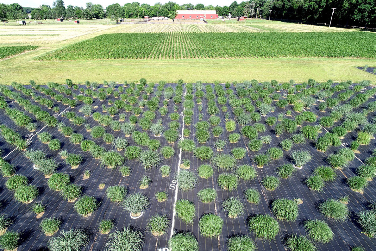 Aerial photo shows a large field of clumps of switchgrass