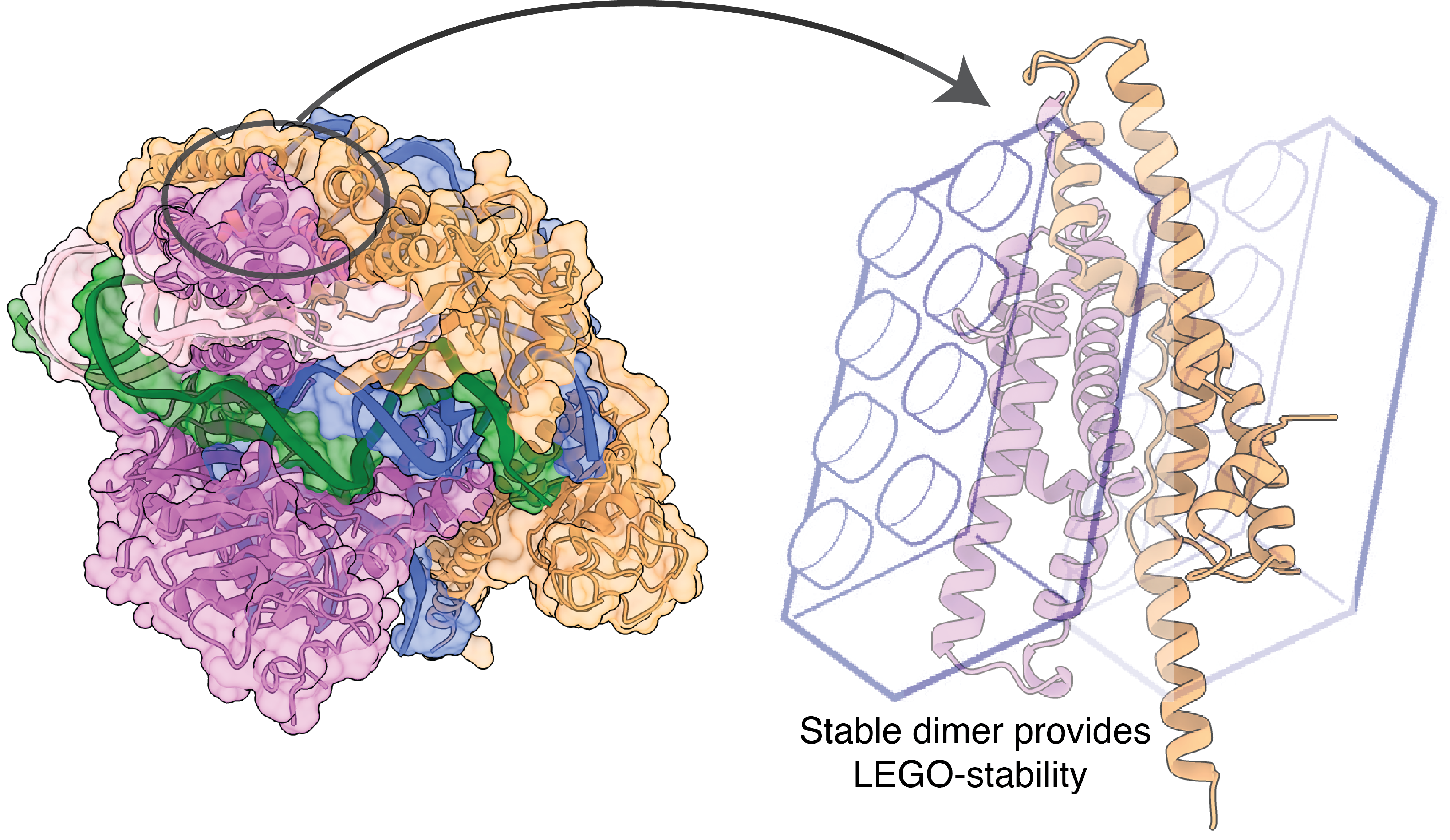 Illustration shows how two parts of a protein structure snap together tightly like two LEGO bricks