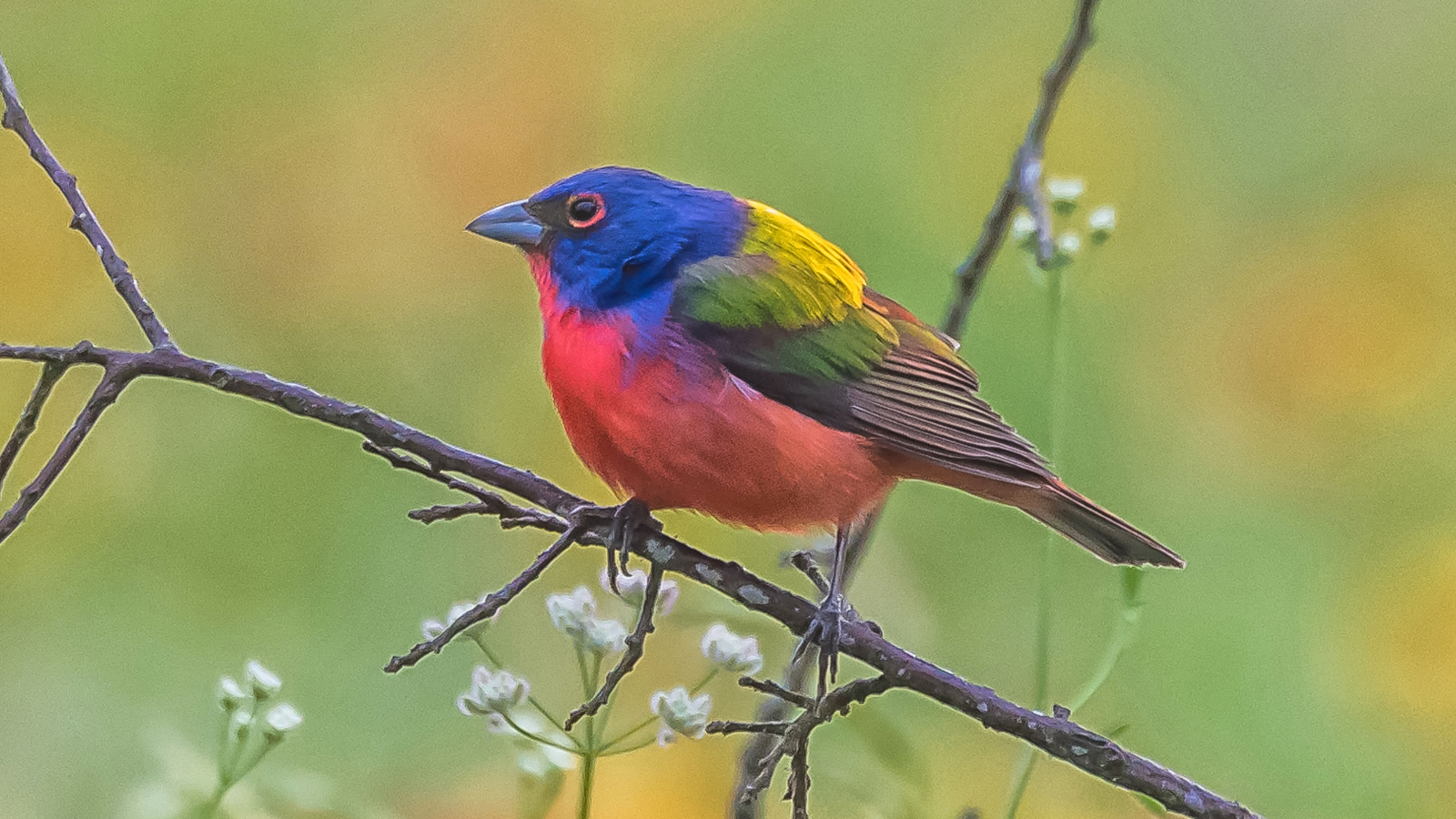 Painted Bunting