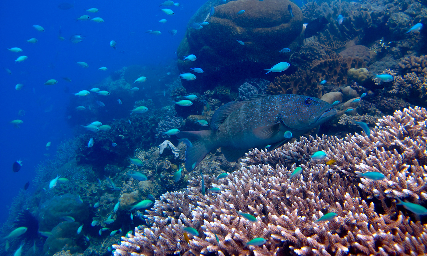 Fish swim over a colorful coral reef