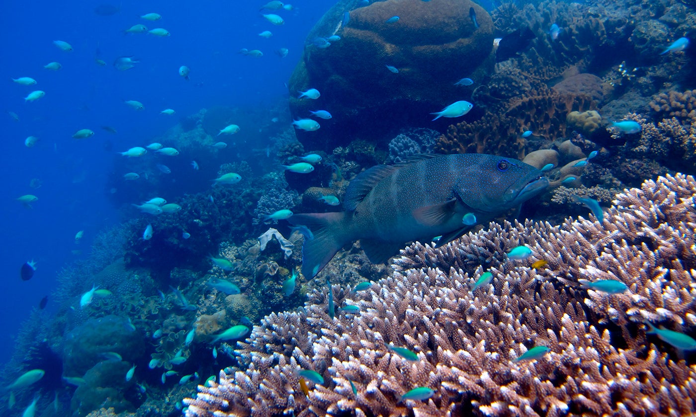 Fish swim over a colorful coral reef