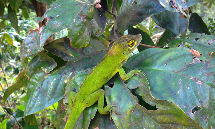 Closeup of a small green anole lizard