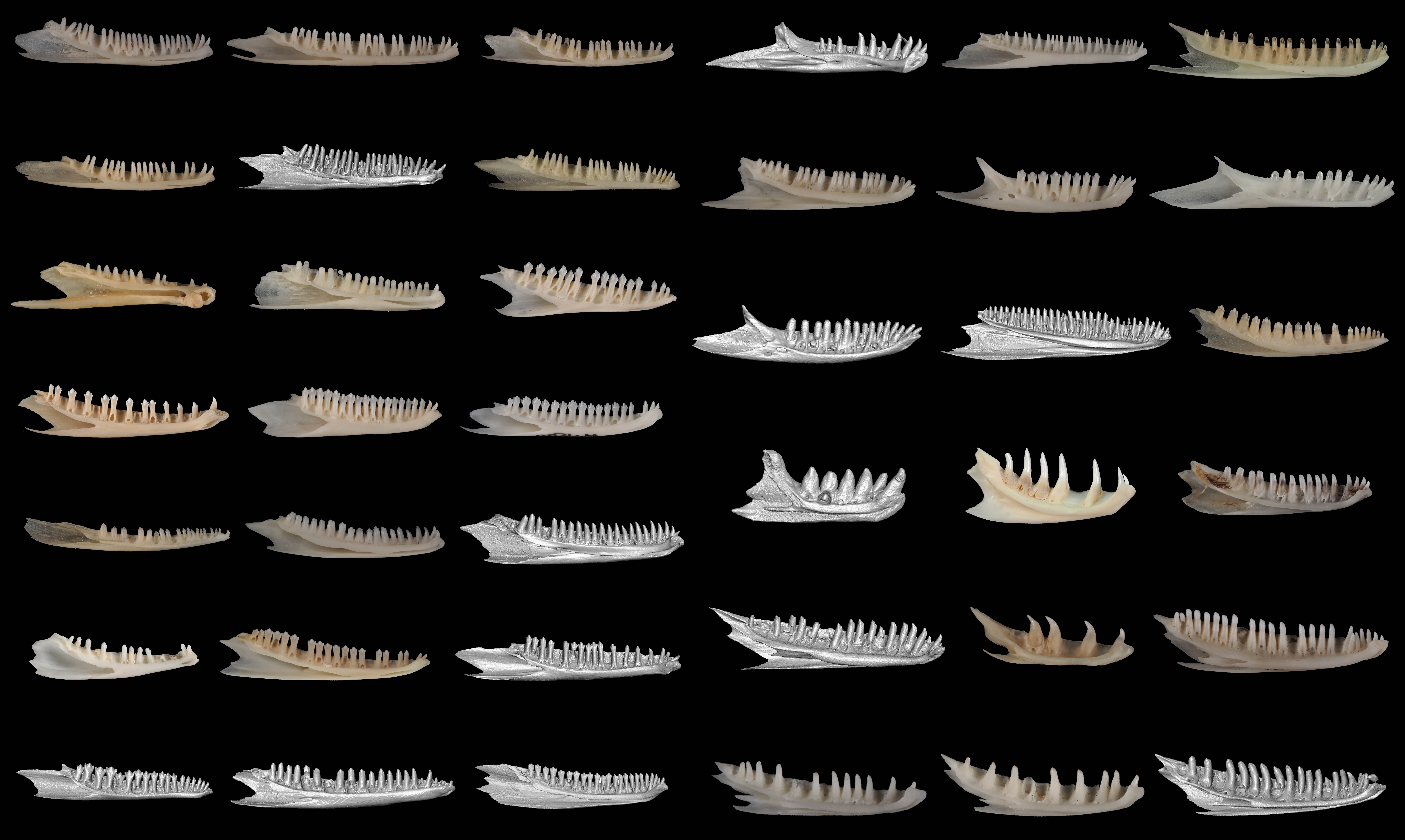 Jaw bones of 42 different lizards are arranged in rows against a black backdrop.
