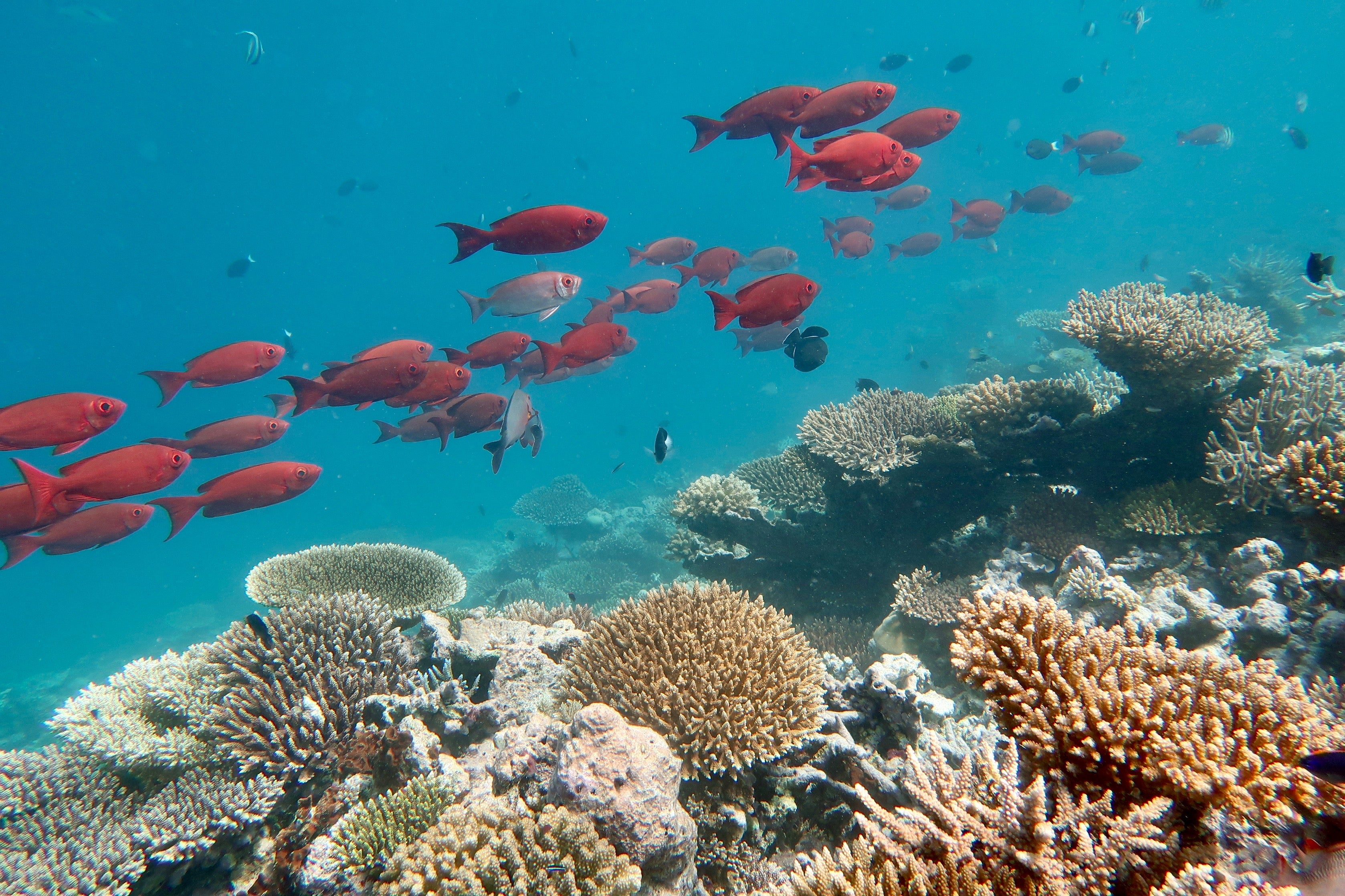 Dozens of fish swim near a coral reef in the Maldives.
