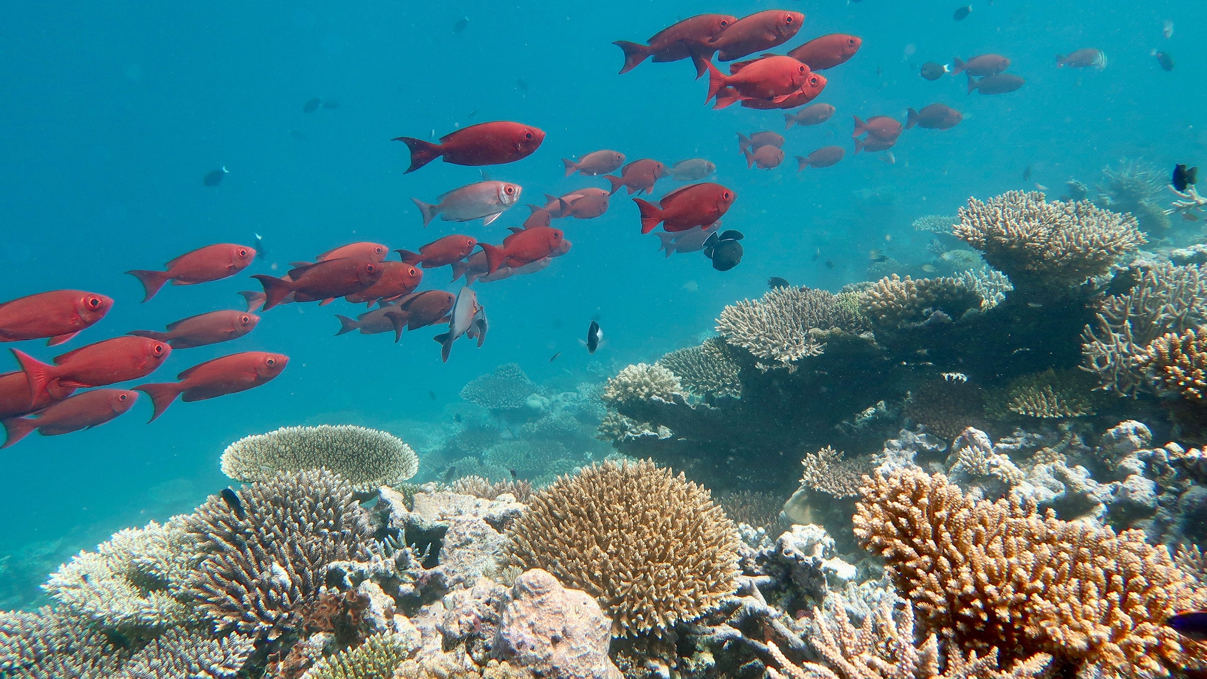 Dozens of fish swim near a coral reef in the Maldives.