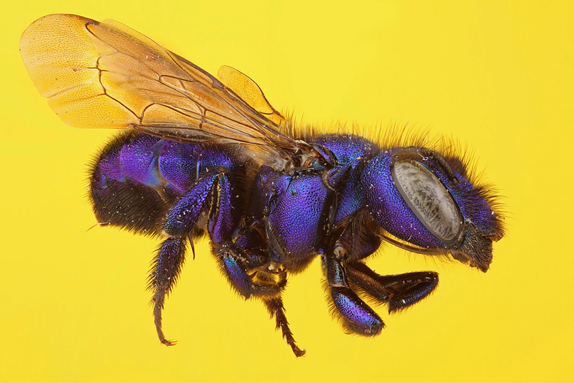 A purple bee