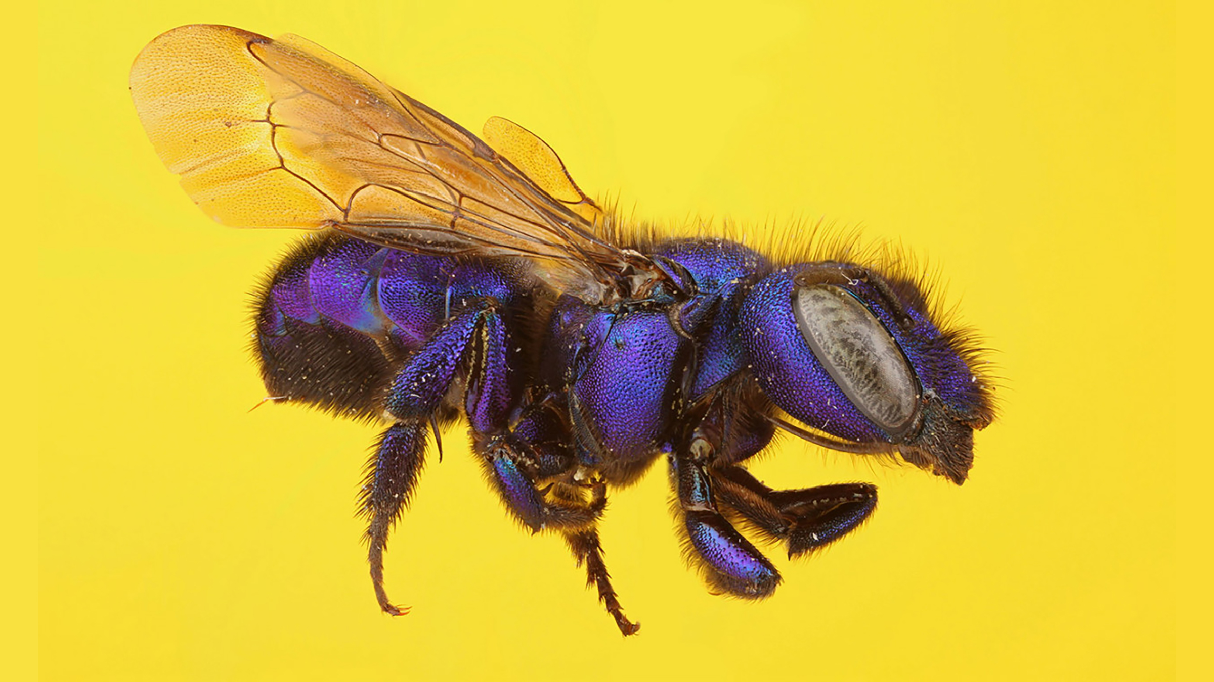 A purple bee