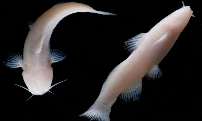 A pair of eyeless catfish