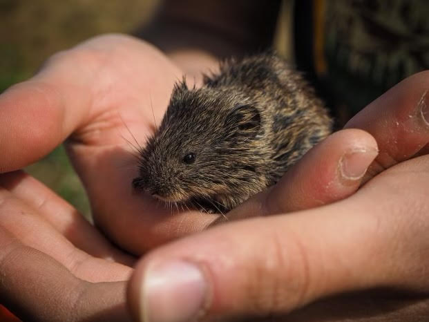 A close-up. of adult hands holding a live vole