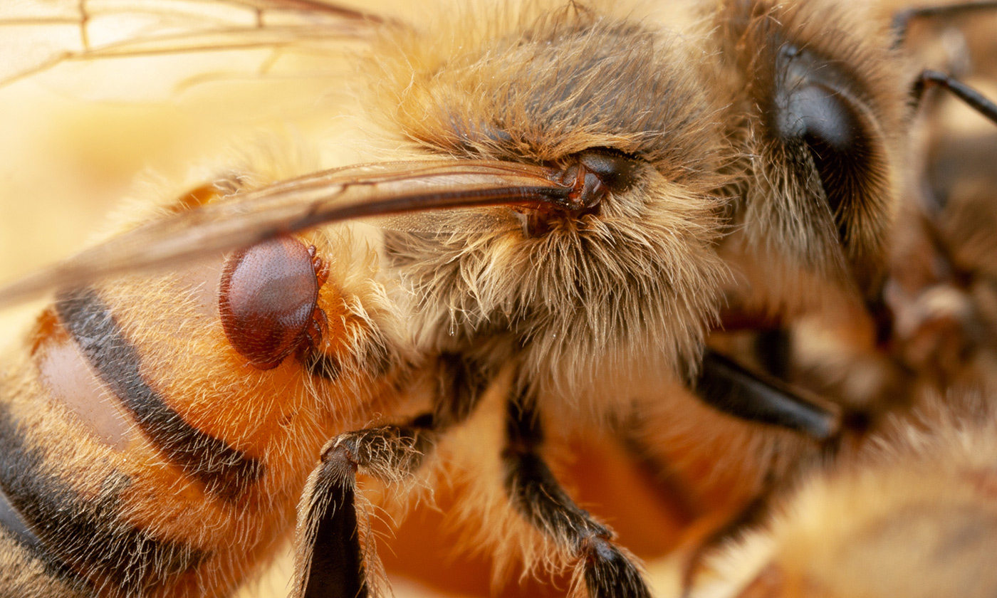 A Varroa mite, a common pest that can weaken bees and make them more susceptible to pathogens, feeds on a honey bee.