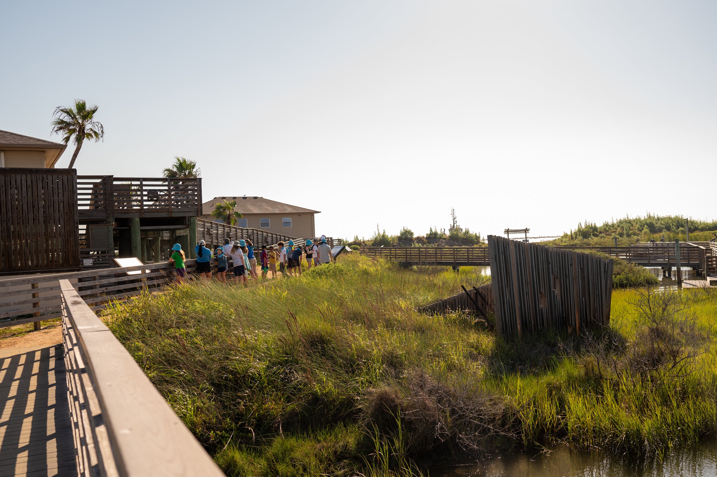 A group tours a marshy area on the Texas Gulf coast near some buidings and a palm tree