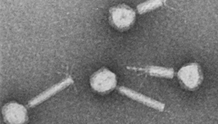 microscopic image of phages