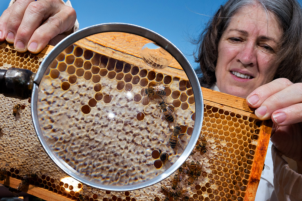 Nancy Moran inspects bees in a rooftop hive atop the Patterson Labs Building. Photo by Bill McCullough for Quanta Magazine.