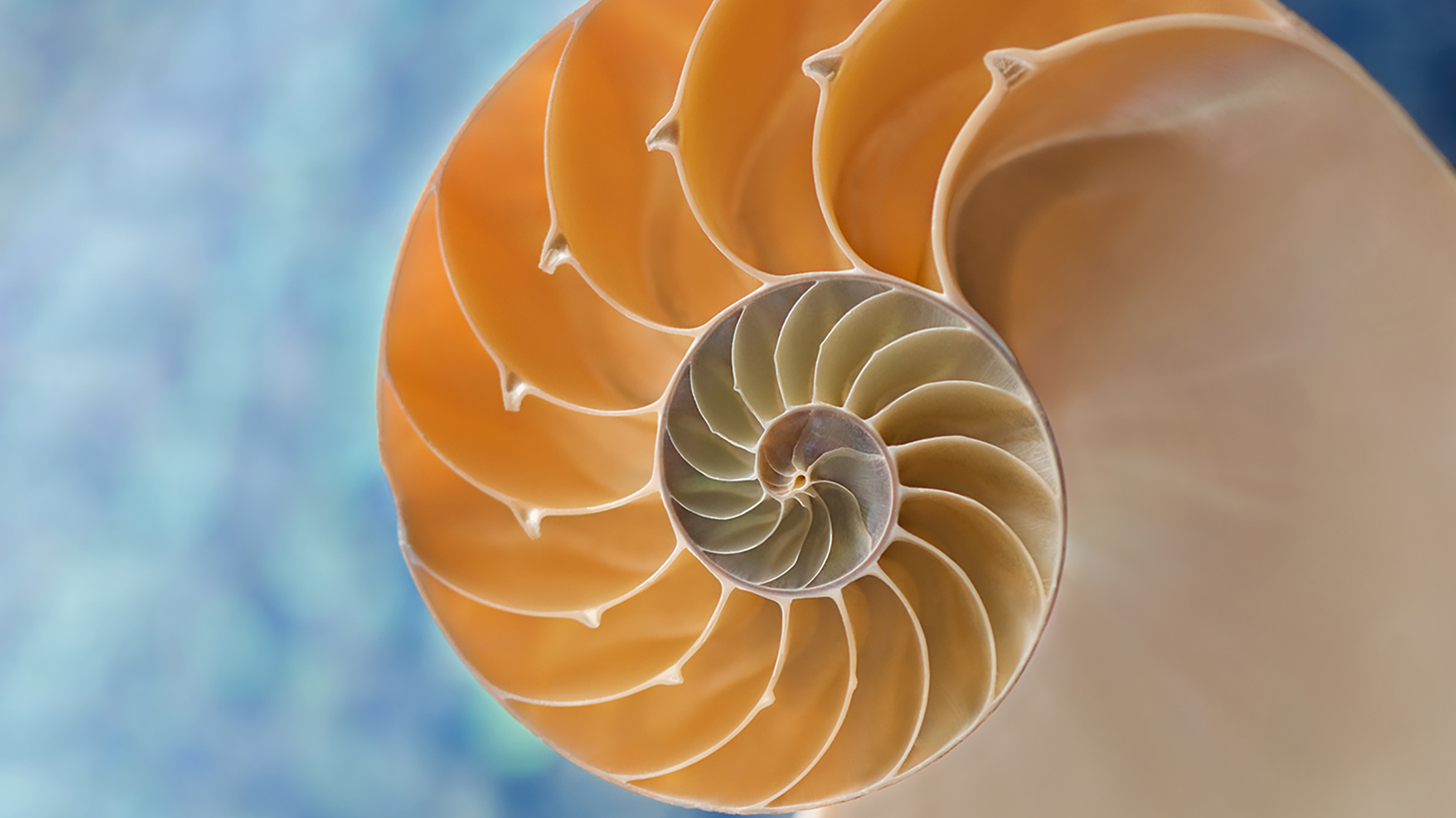 A cross-section of a nautilus shell