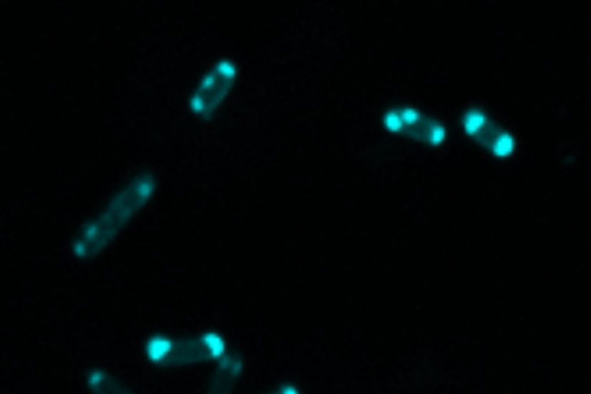 Black background with florescent bacteria glowing a light blue
