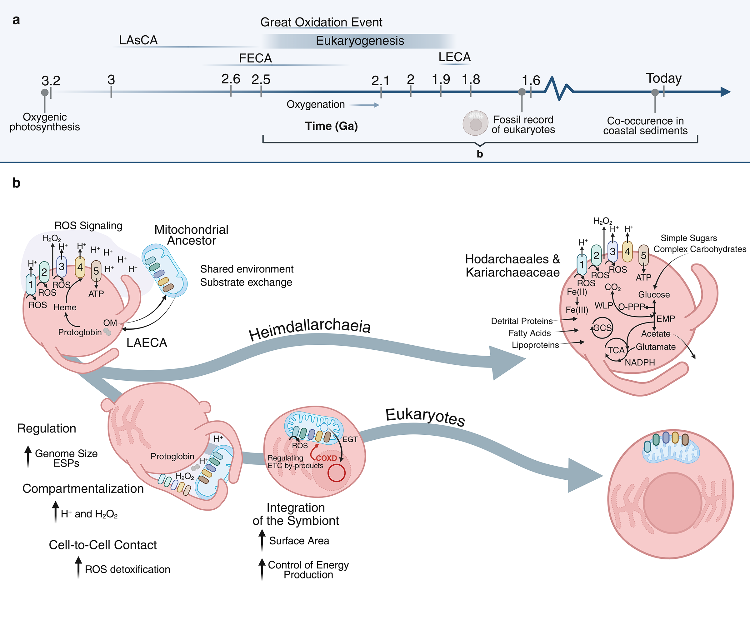 An illustration of the process of two ancient microbes coming together to form a super organism that gave rise to all complex life on Earth