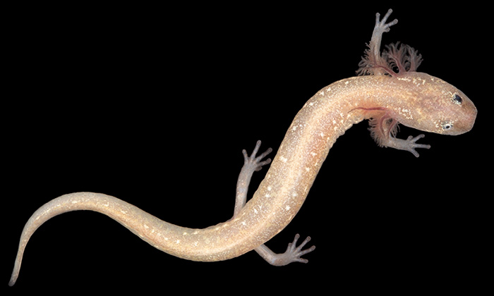 This newly identified, unnamed salamander lives near the Pedernales river west of Austin, Texas.