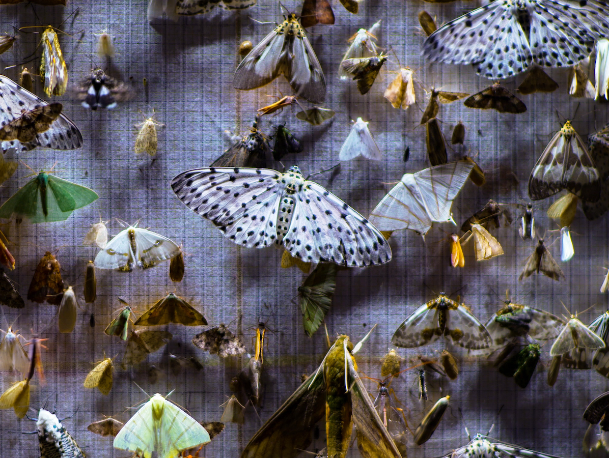 A variety of moth species in a collection