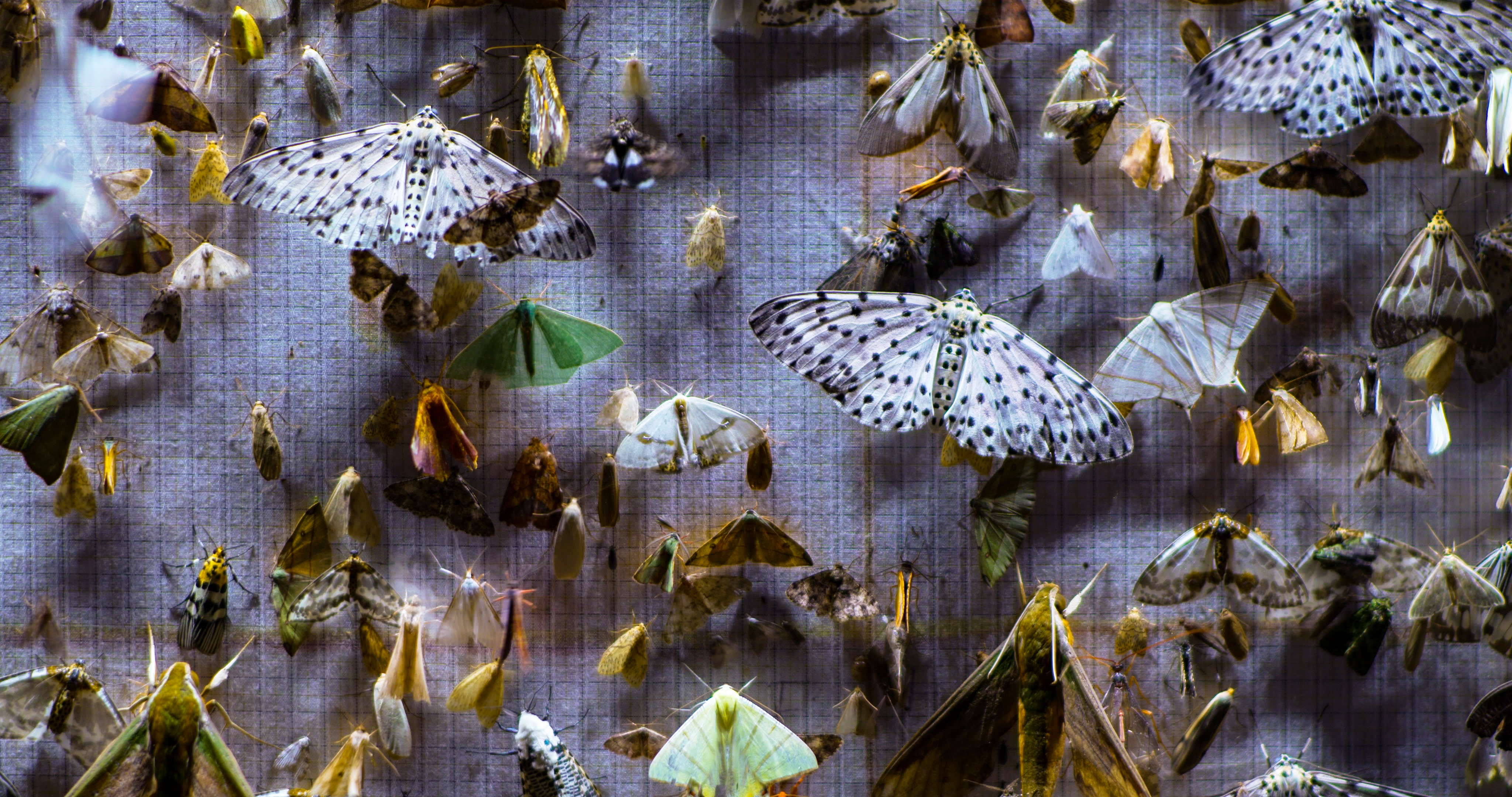 A variety of moth species in a collection