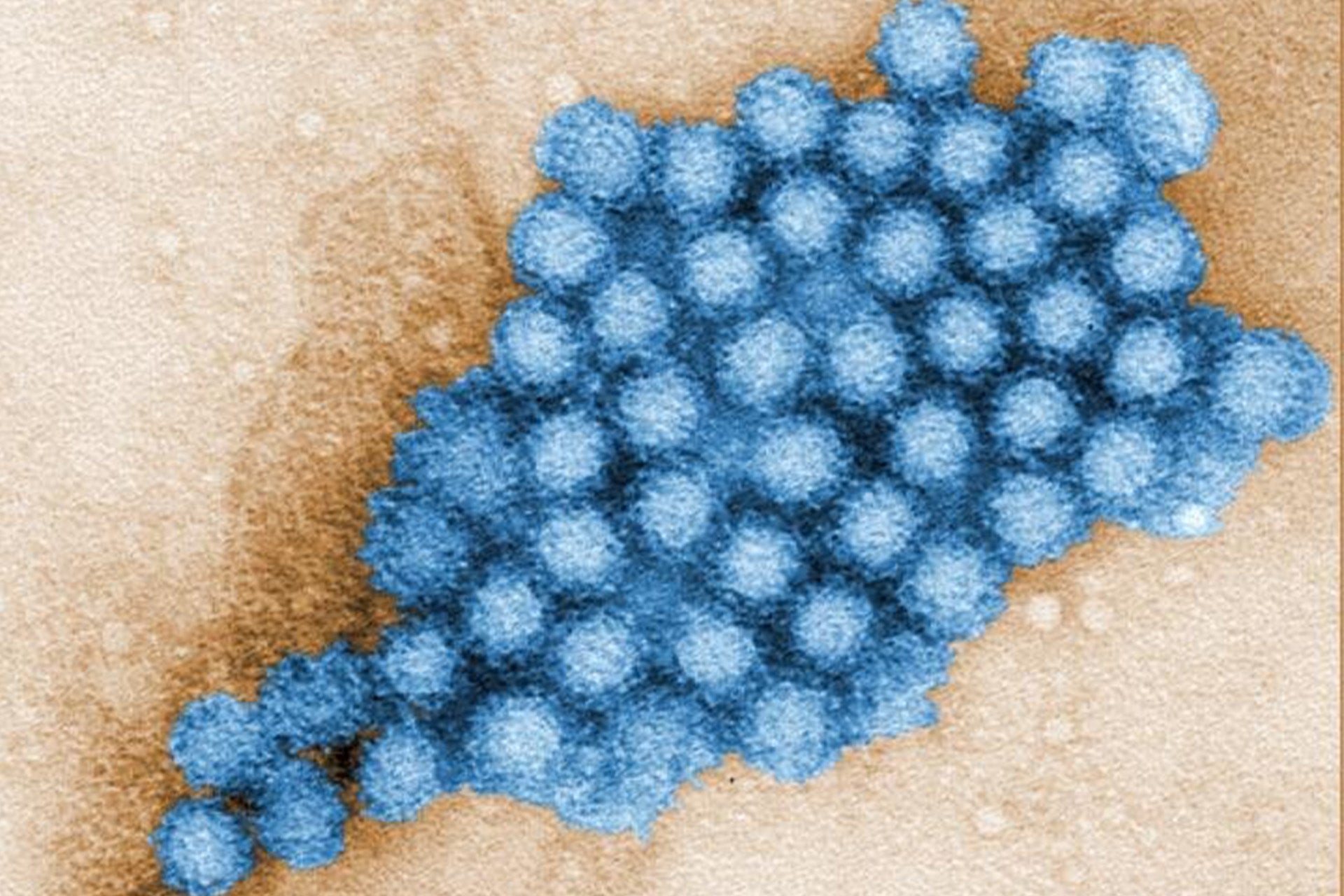 image of norovirus. cluster of blue circles on tan background