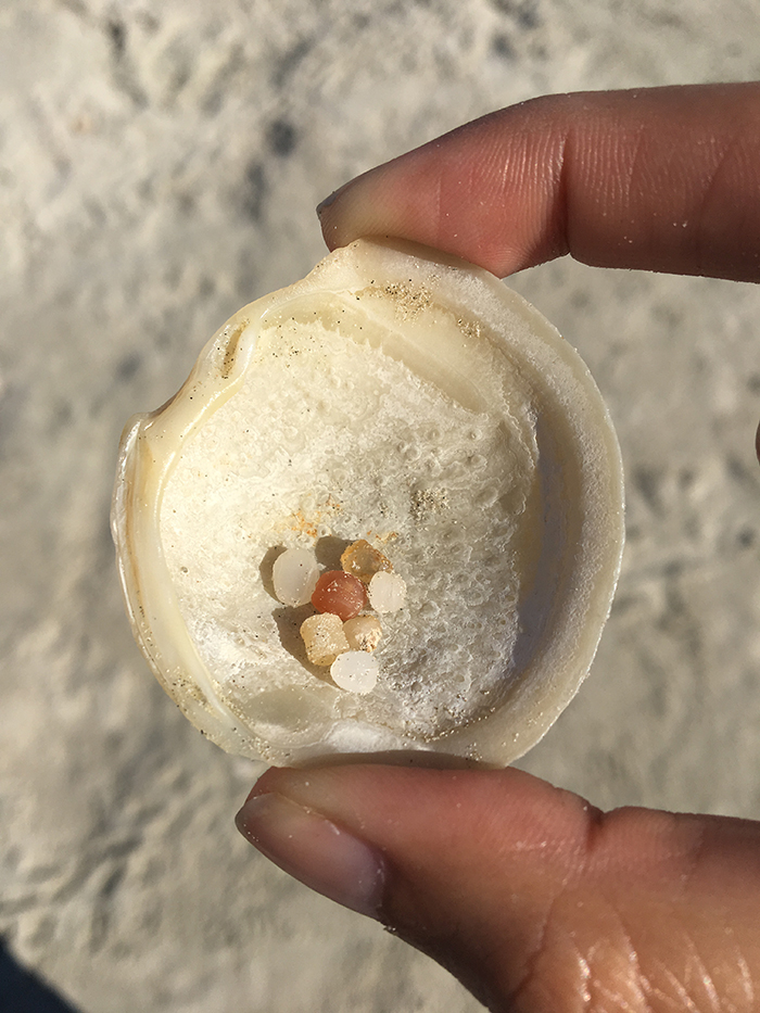 Plastic nurdles inside a sea shell