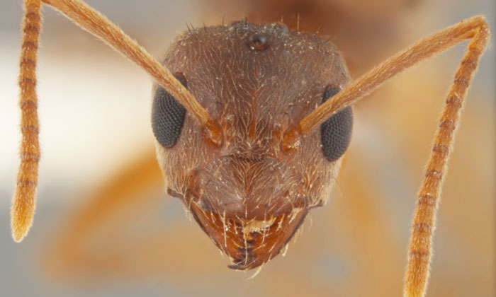 Closeup of the head of a fire ant