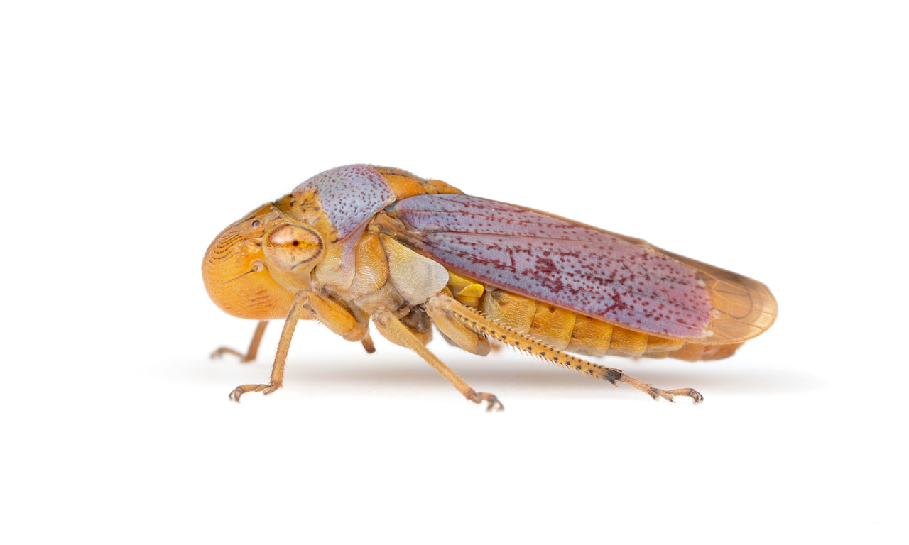 Oncometopia hamiltoni leafhopper insect