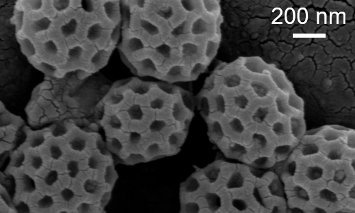 Brochosome molecules produced by the leafhopper species Oncometopia hamiltoni. Photo courtesy of Jeffrey Barrick.