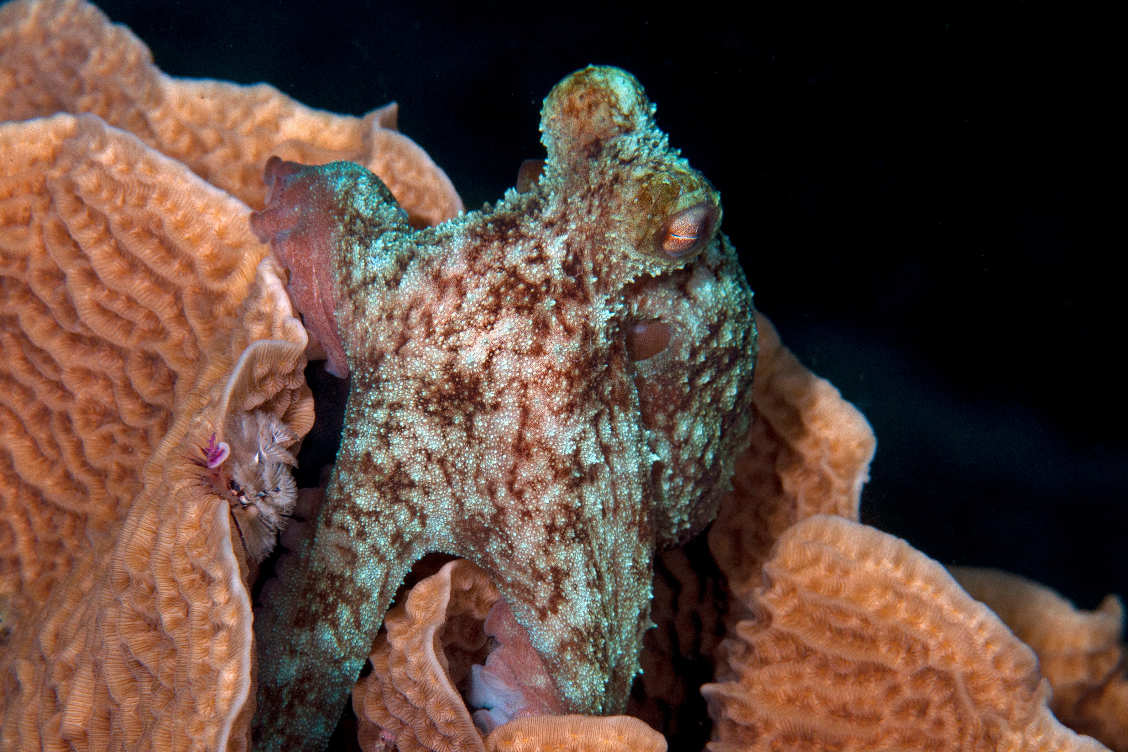 Octopus partially camouflaged