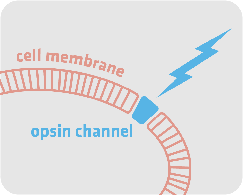 A bolt of blue light strikes an opsin channel in a cell membrane