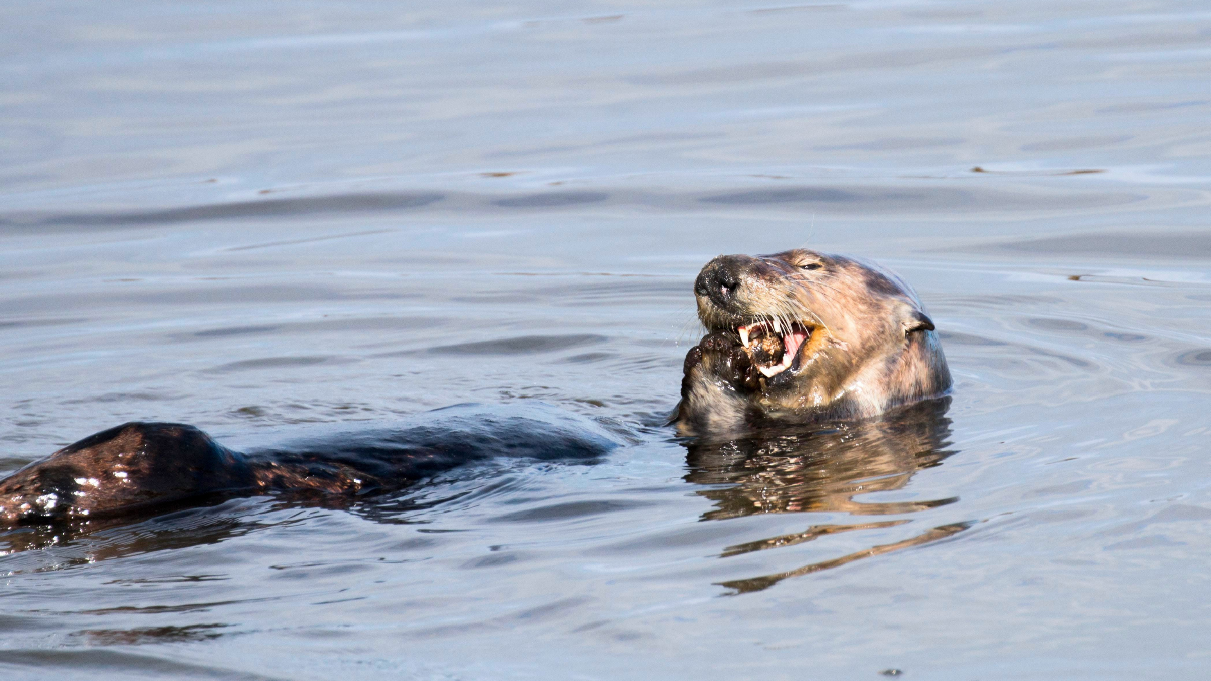 A sea otter feeds on a marine animal. Image by Chris Law.