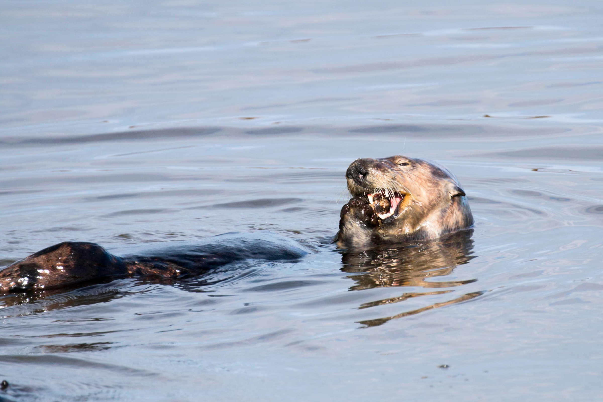 A sea otter feeds on a marine animal