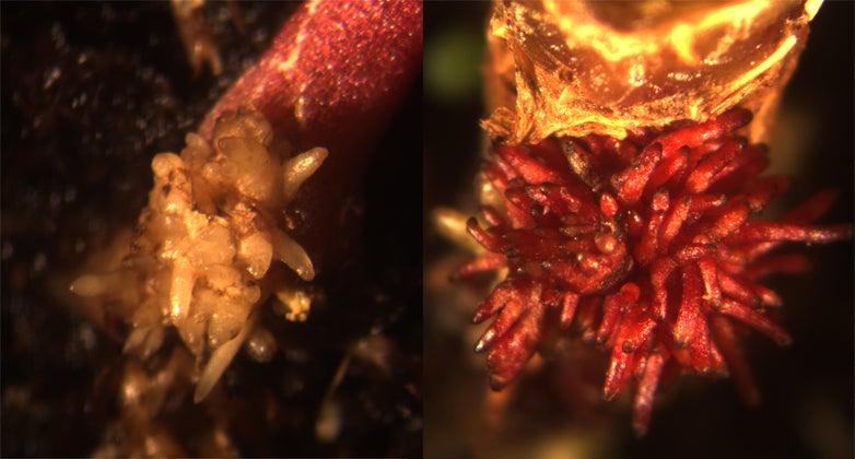 The fibrous roots of white Albina Vereduna beets (control plant, left) turn red when they overexpress a particular transcription factor that upregulates red betalain pigment production (right).