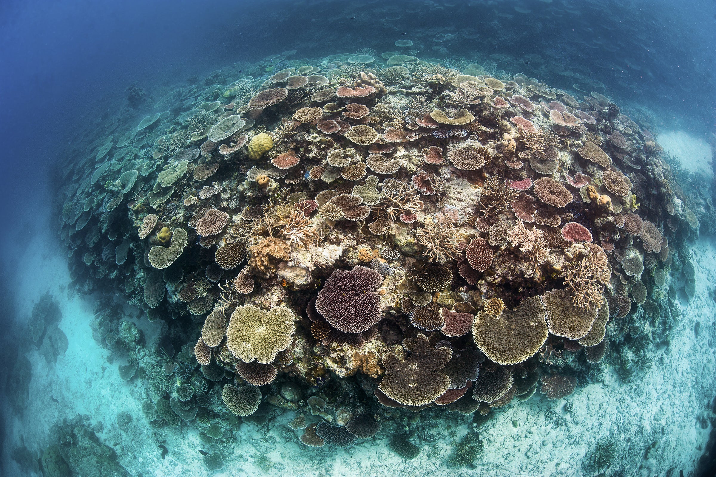 A vibrant mound of corals underwater