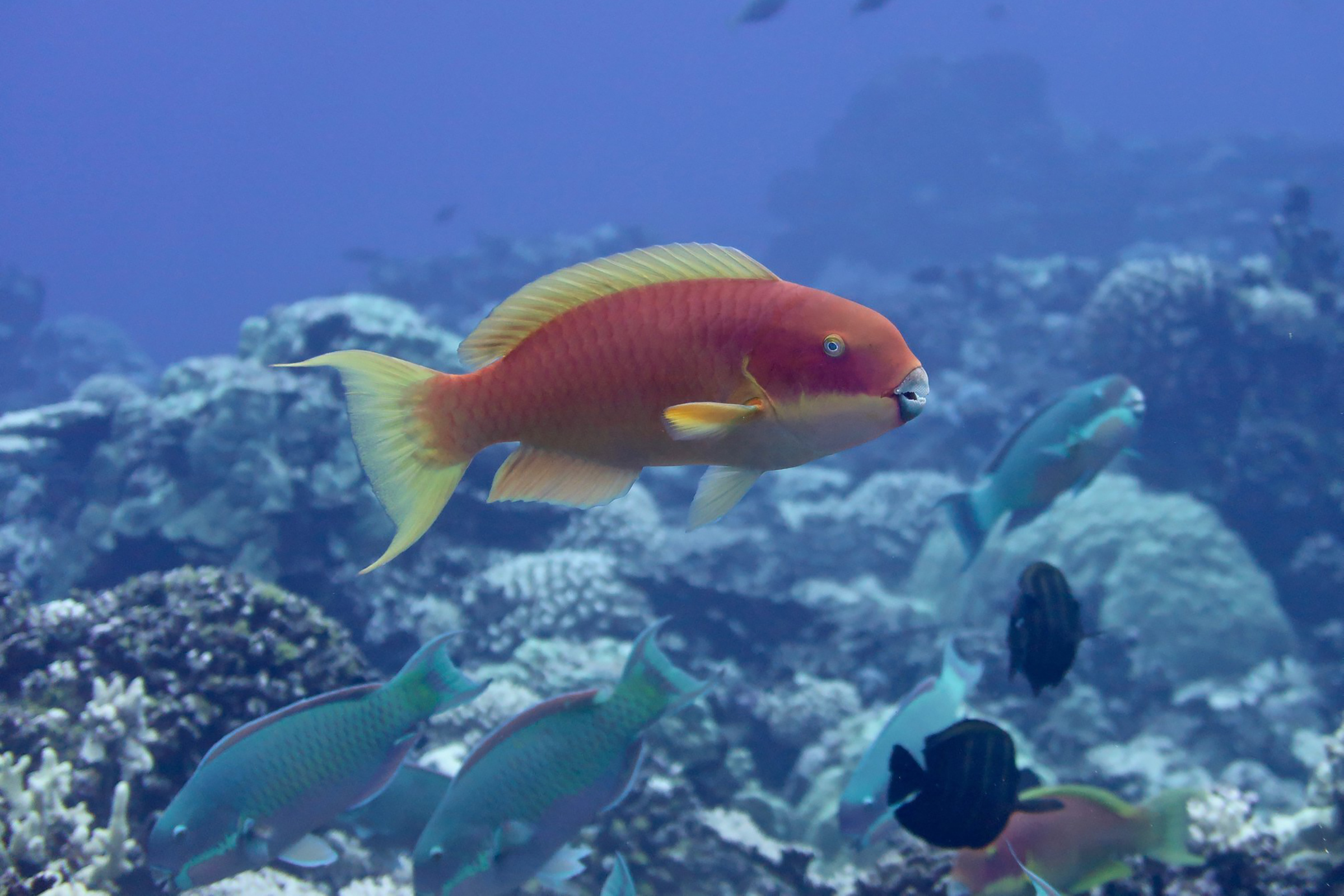 Parrotfish (Chlorurus microrhinus)