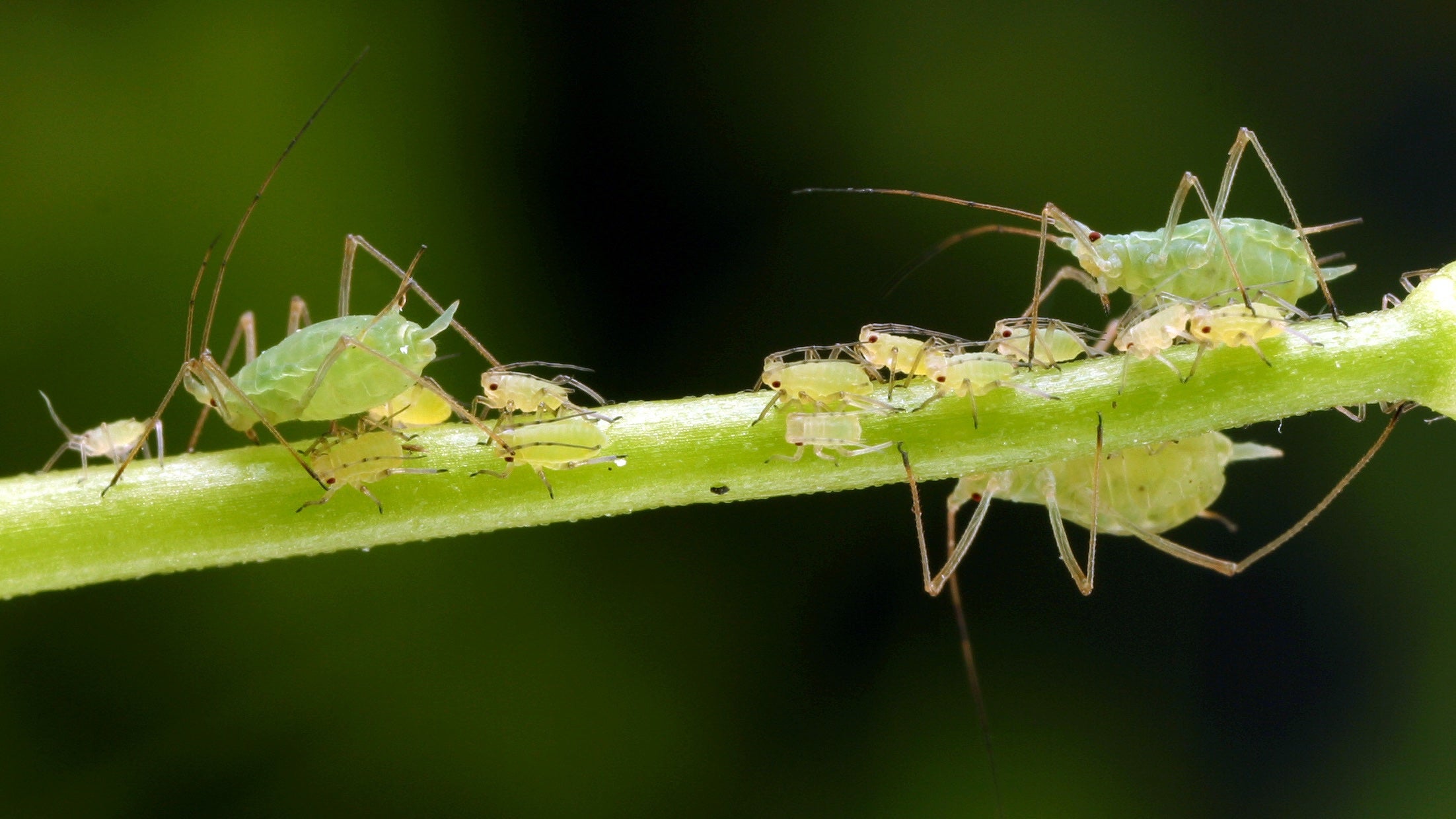 Three adult aphids and nymphs on a stem