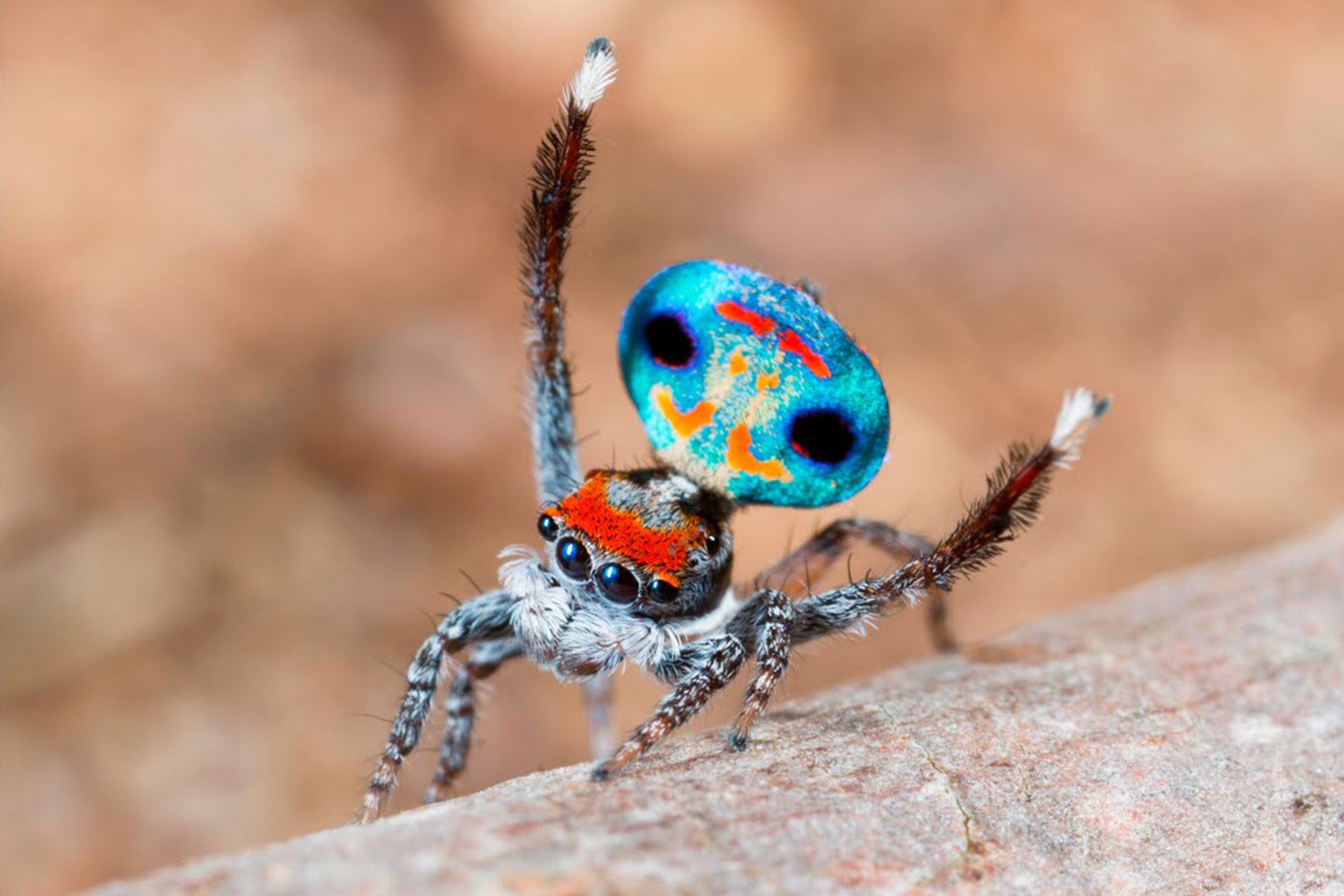 Male Peacock Spider