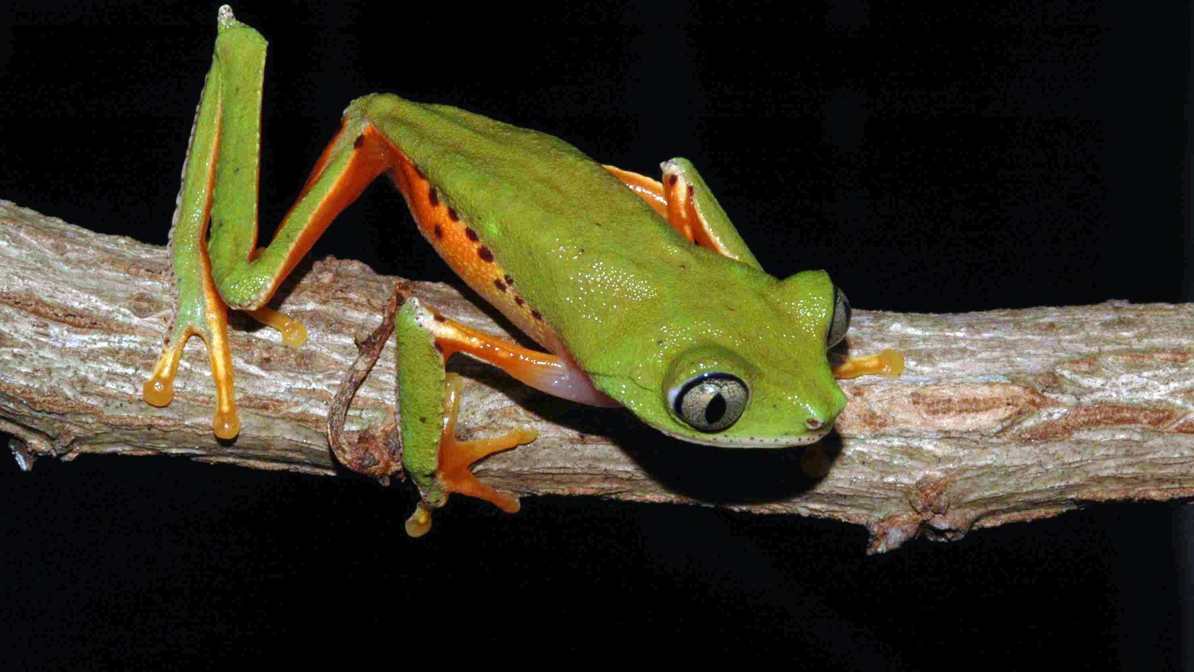 A green frog rests on a tree branch