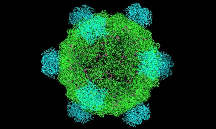 A green and blue model of a microvirus against a black background