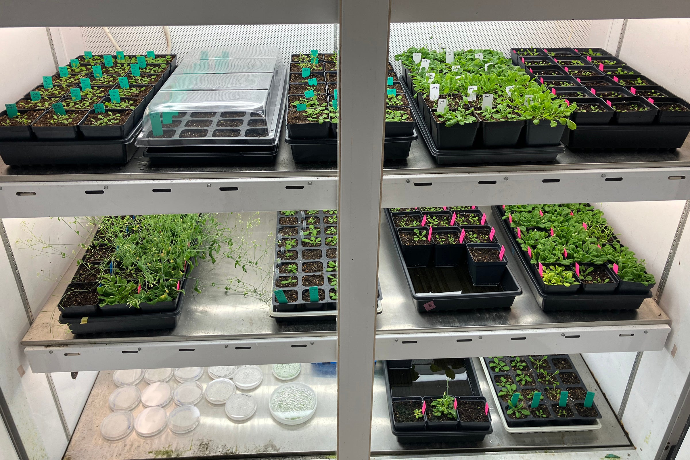 Plant samples in the greenhouse plant fridge