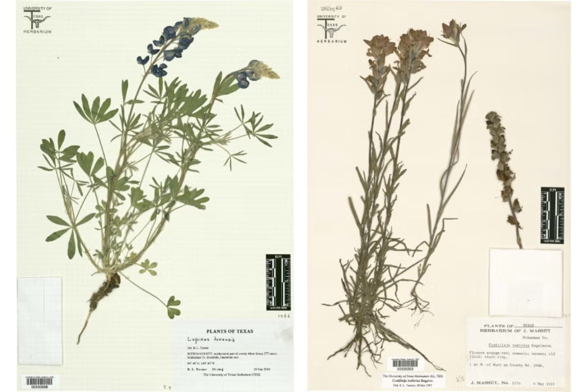 Pressed plant specimens of a bluebonnet and Indian paintbrush with their scientific labels