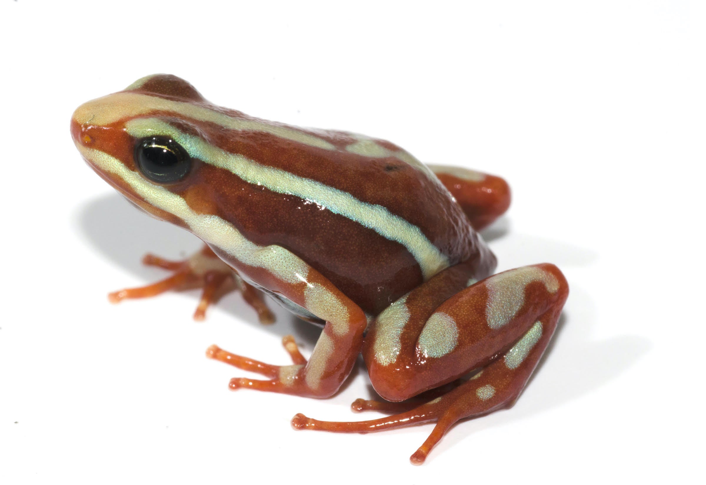 Anthony’s poison frog (Epipedobates anthonyi). CREDIT: David Cannatella