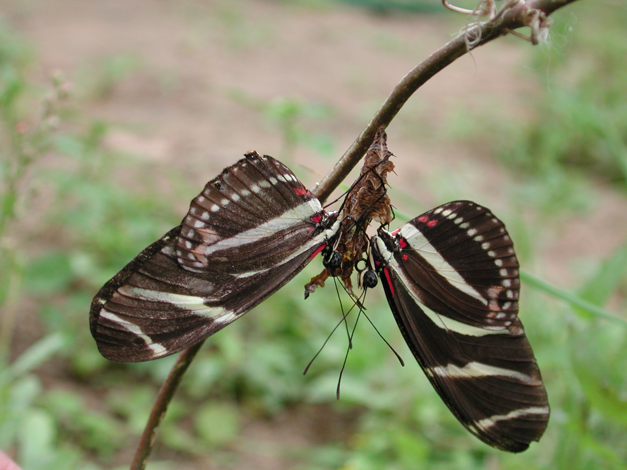 Two male butterflies with black and white striped wings sit on a the pupal case of a female butterfly