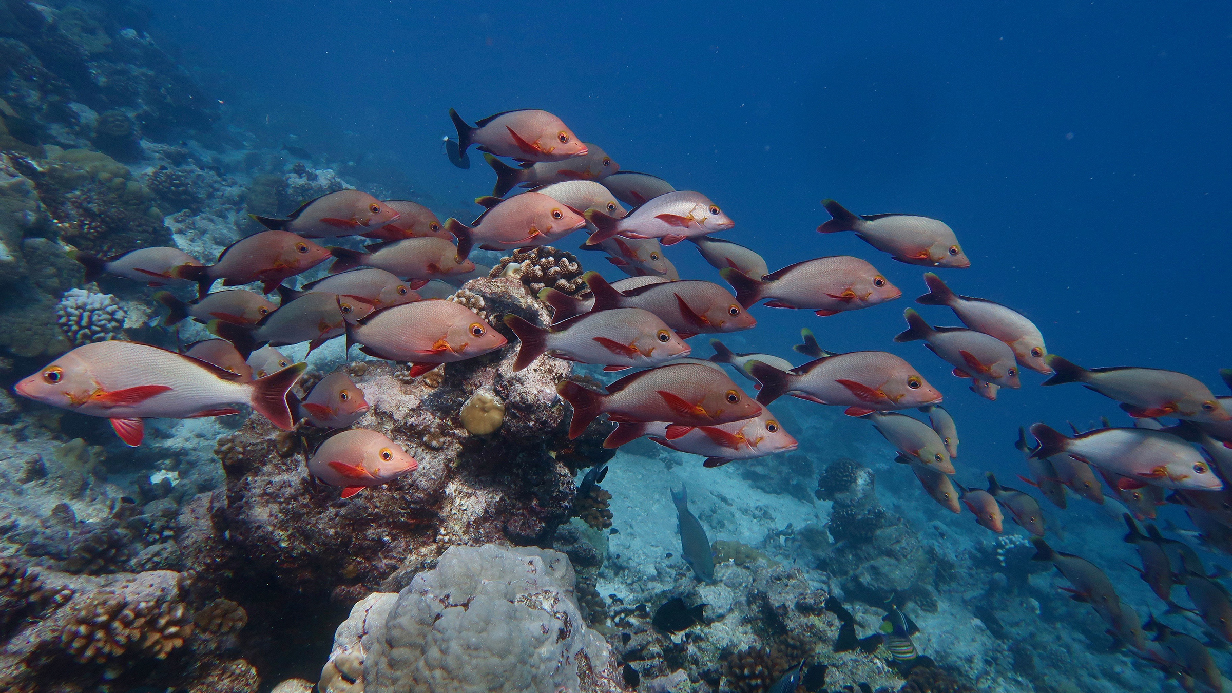 A school of colorful fish swim over a coral reef