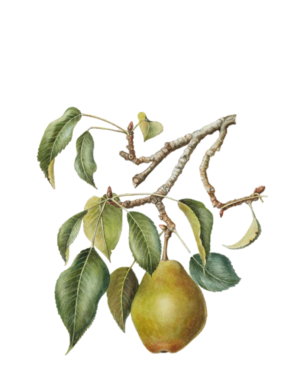 A botanical illustration of a pear tree.