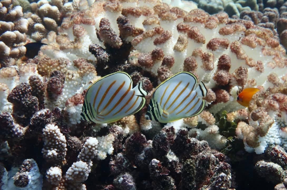 A pair of butterfly fish and another fish feed on a coral reef.