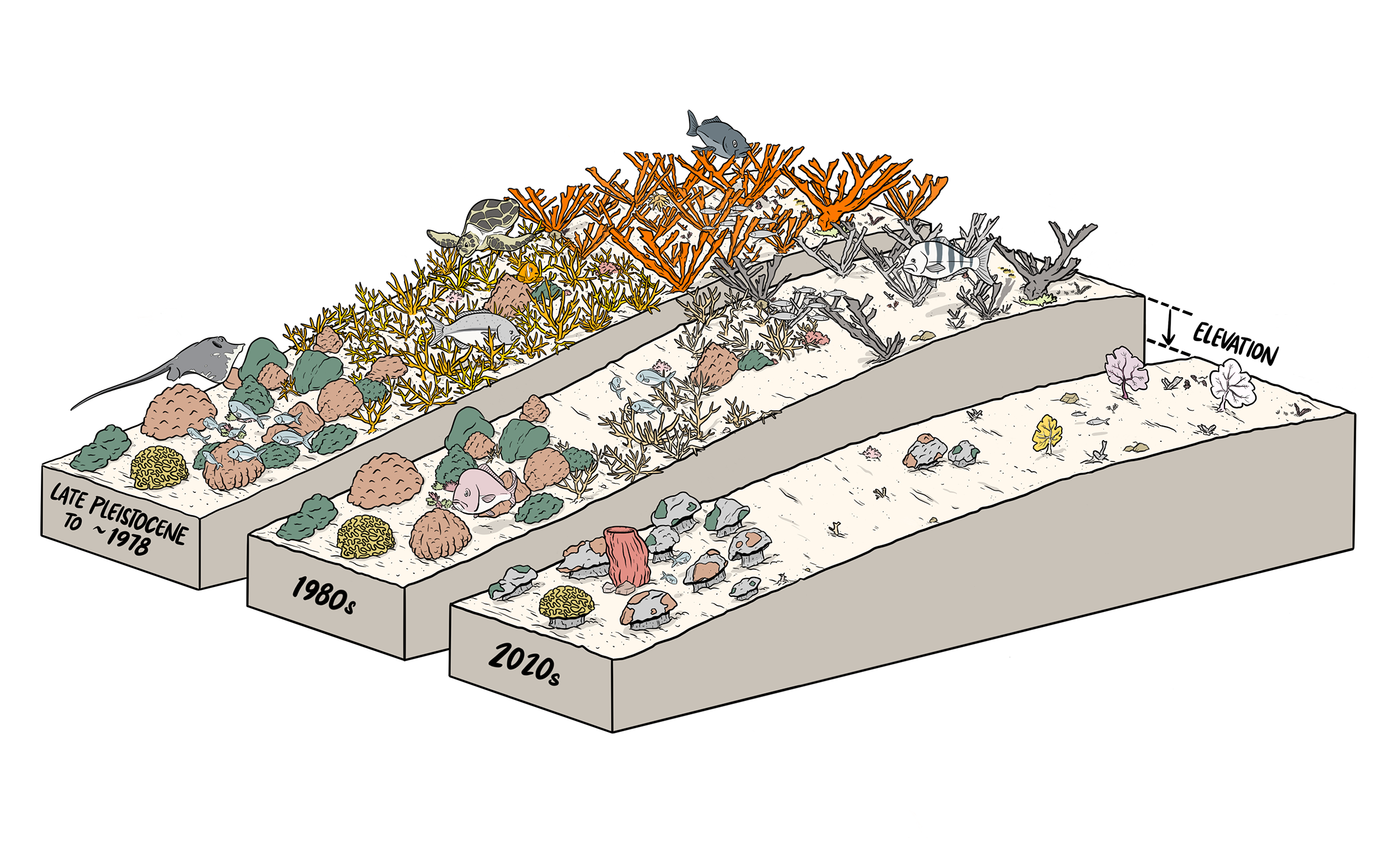 An illustration showing the types of corals and their density in the Caribbean at three different times: Late Pleistocene to about 1978, 1980s and 2010s.