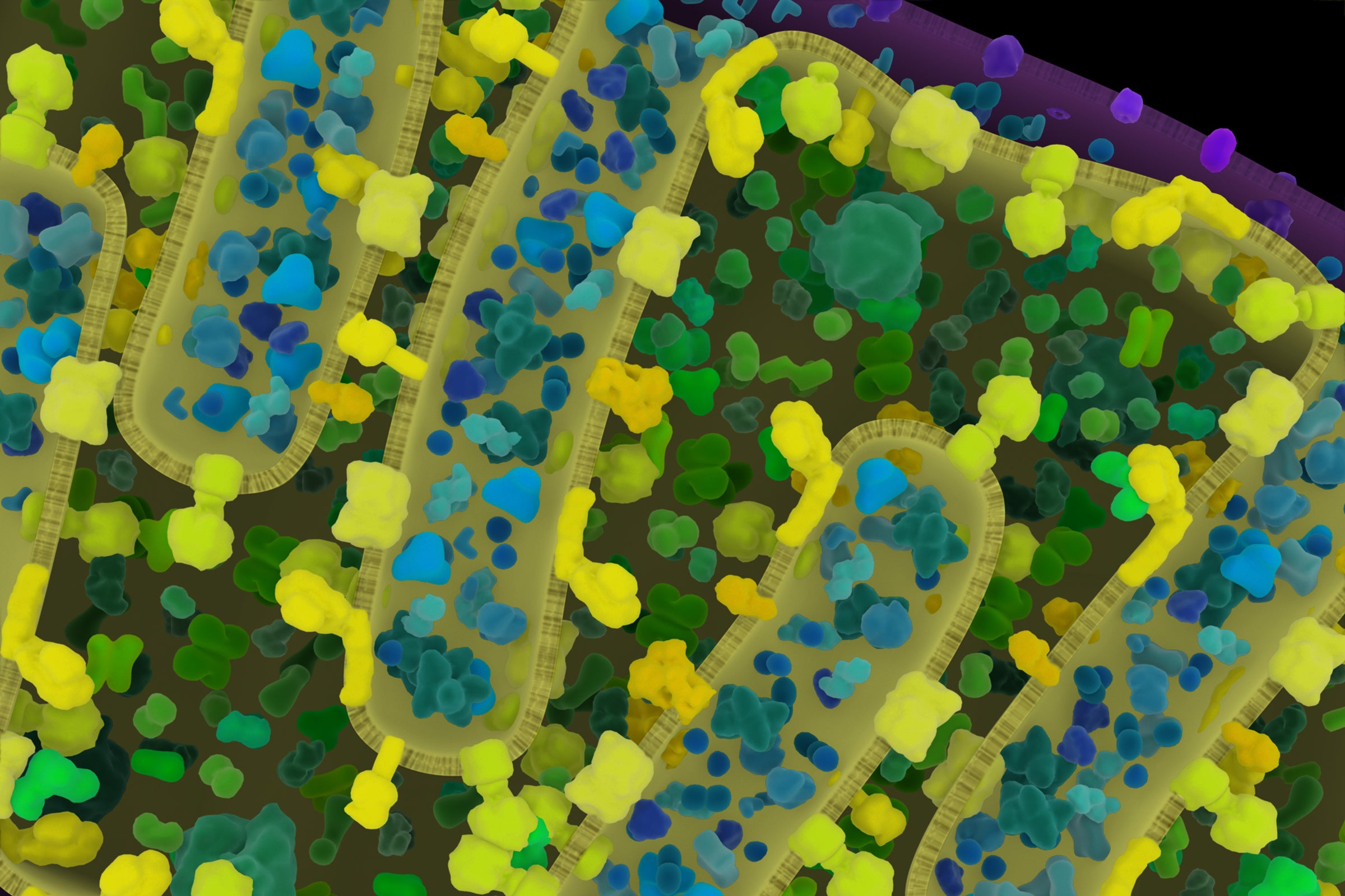 Mitochondria