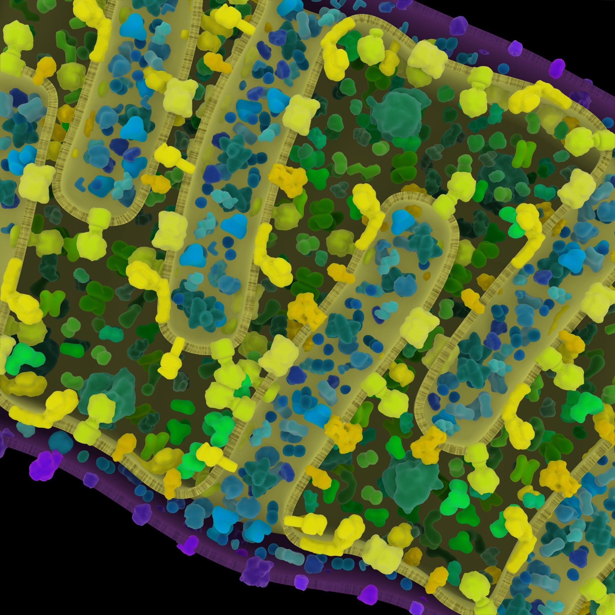 Mitochondria