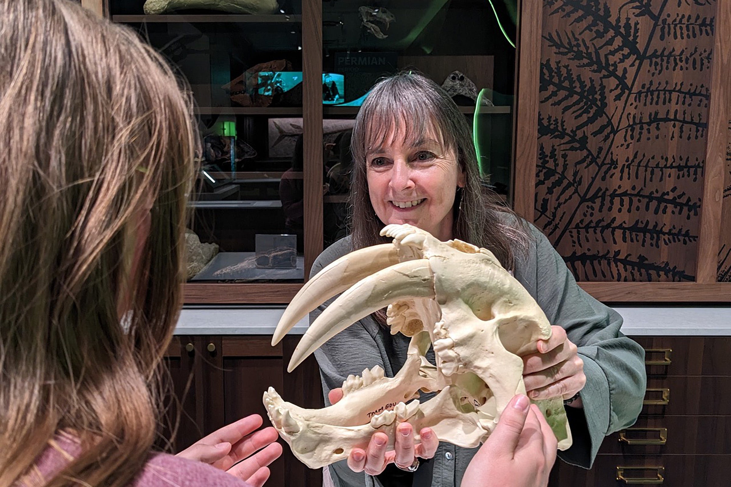 A museum staff member shows off a saber-tooth cat skull to an onlooker.